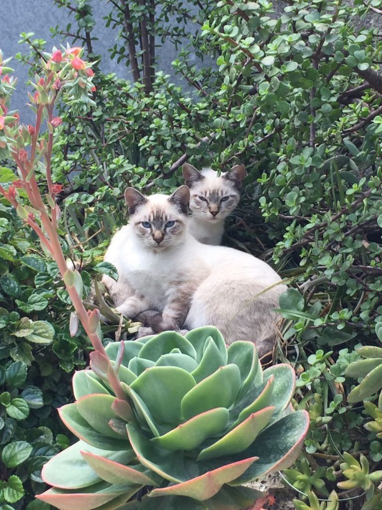 Mallorca-Urlaub mit Kindern und Tieren auf dem Bauernhof